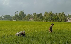 Jaga Produktivitas Padi, Babinsa Mergayu Dampingi Petani Lakukan Matun